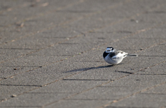 だって寒いんだもん