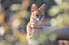 動物園に行く　③