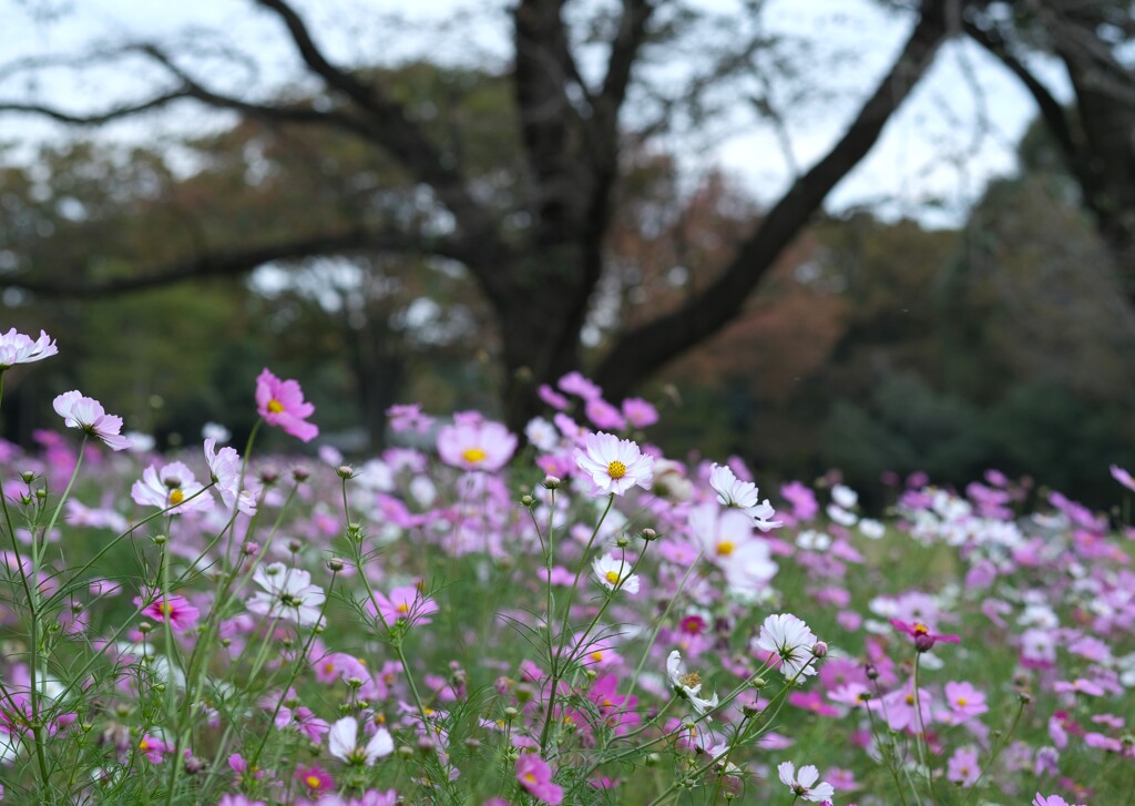 秋桜の花畑