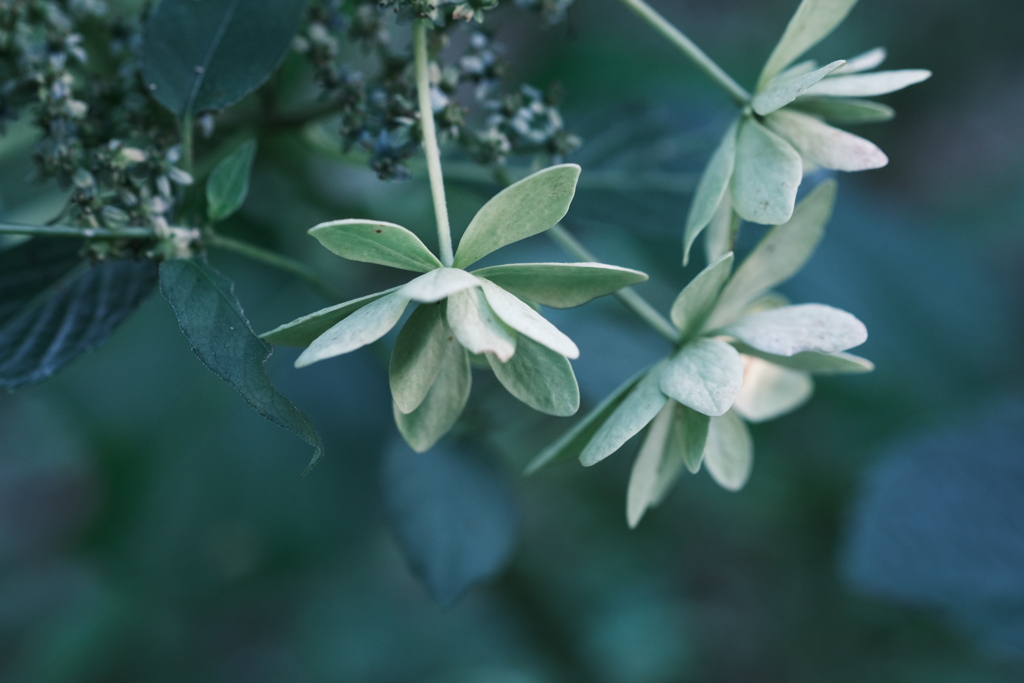 渋めの紫陽花