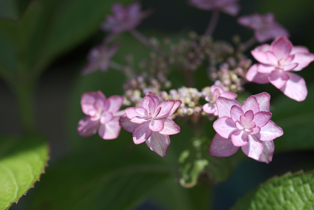 リースみたいな紫陽花