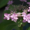 リースみたいな紫陽花