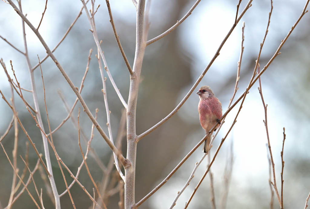 初めての出会い