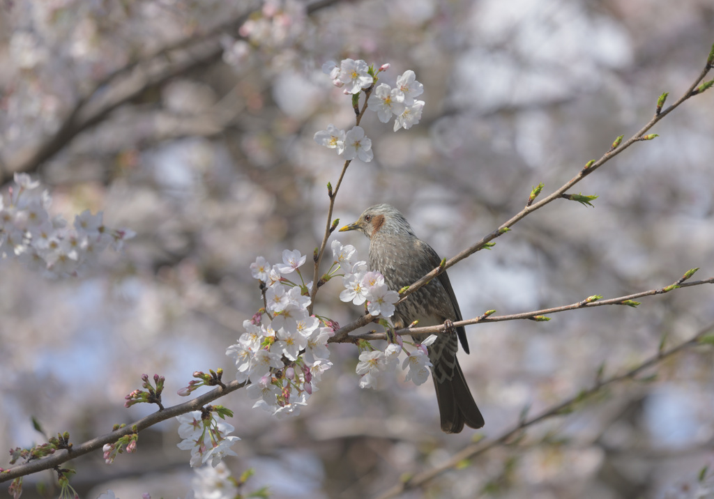 ヒヨさんもお花見です