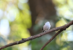 あれ？　あんな処にお団子が。。。