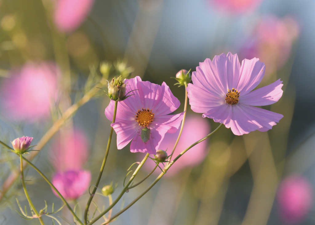 秋桜