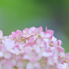紫陽花まつり