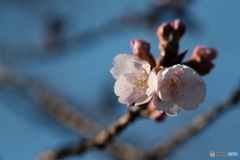 早咲きの桜