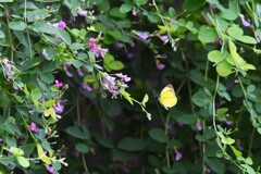 萩と蝶