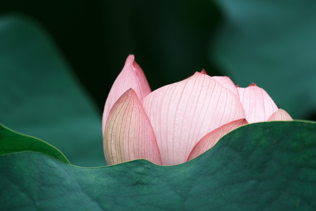 咲きかけのハスの花