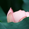 咲きかけのハスの花
