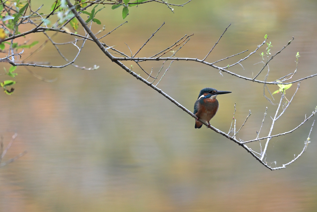 秋の青い鳥*:･ﾟ✧①