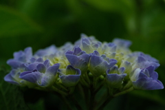 散歩の途中の紫陽花　②