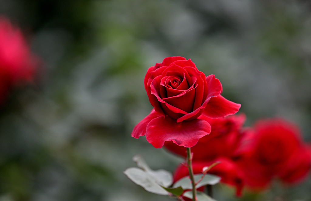 ただただ・・・無心に咲く