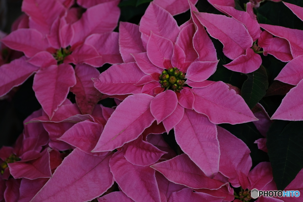 クリスマスの思い出の中で