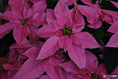 クリスマスの思い出の中で