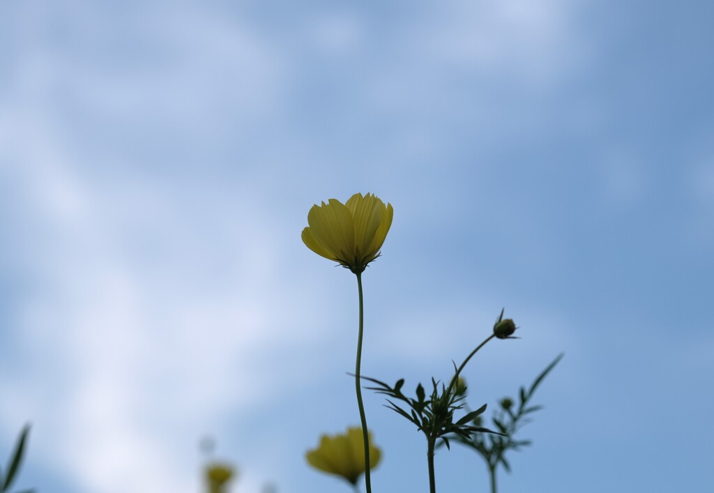 秋空を見上げて