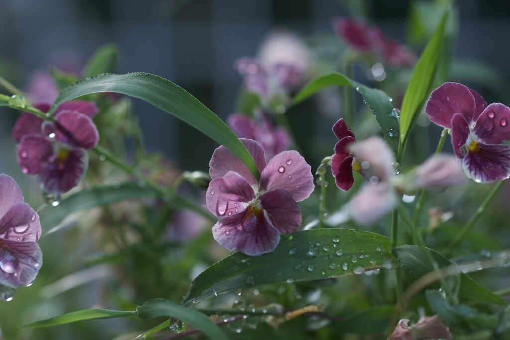 雨上がりの朝に　①