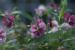 雨上がりの朝に　①