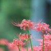 雨上がりの公園で　①