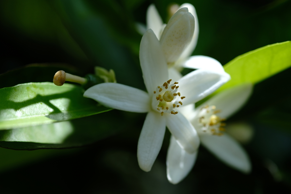 みかんの花