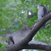御飯あげないよ~