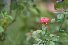 雨上がりに。。。②
