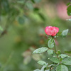 雨上がりに。。。②