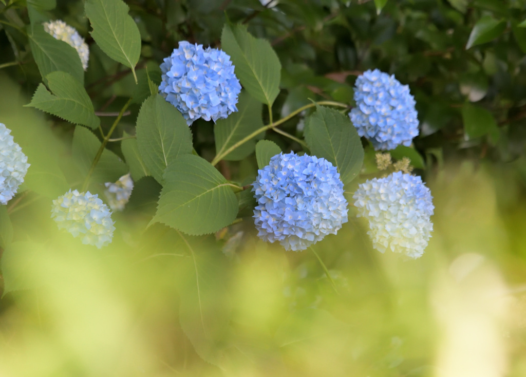 紫陽花の季節