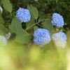紫陽花の季節
