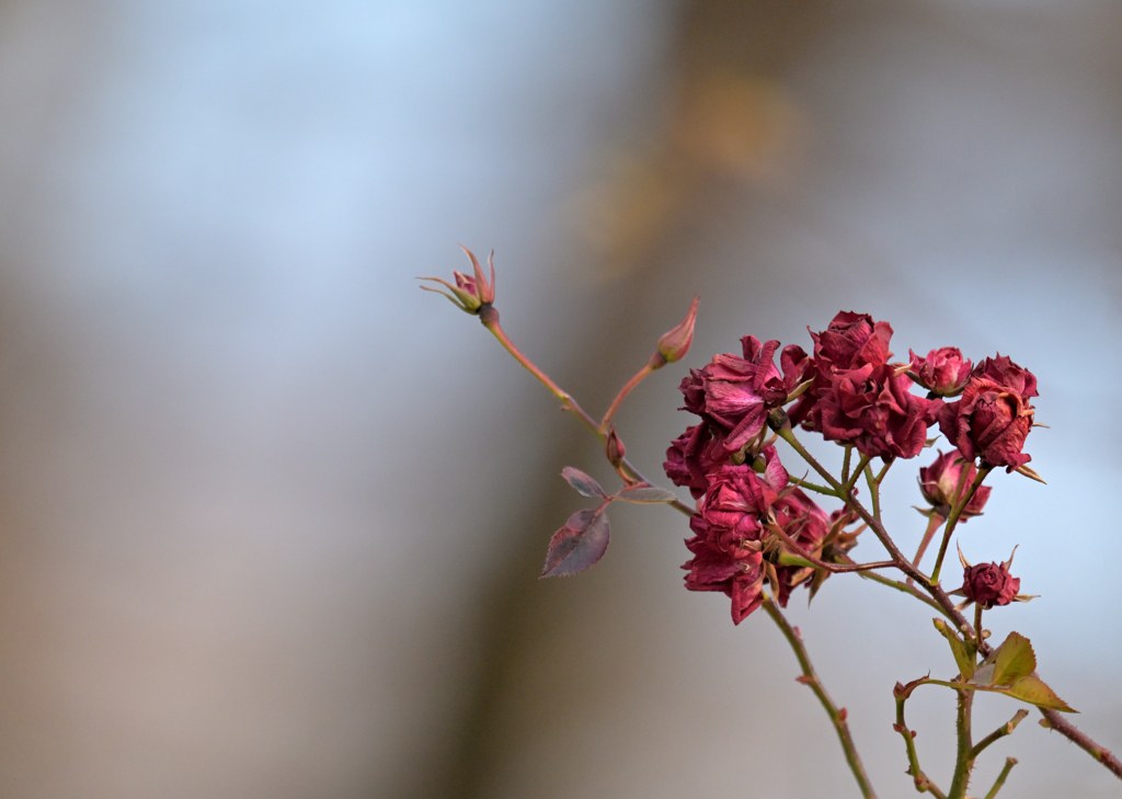 枯れた姿も美しく　①