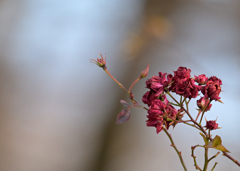 枯れた姿も美しく　①