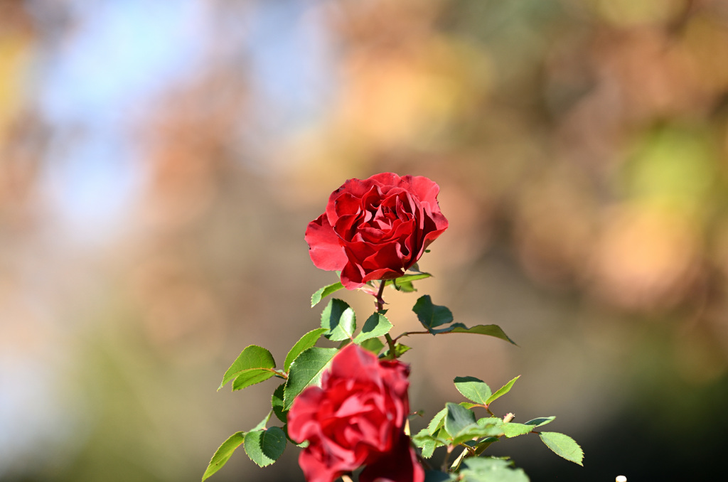 赤の秋薔薇