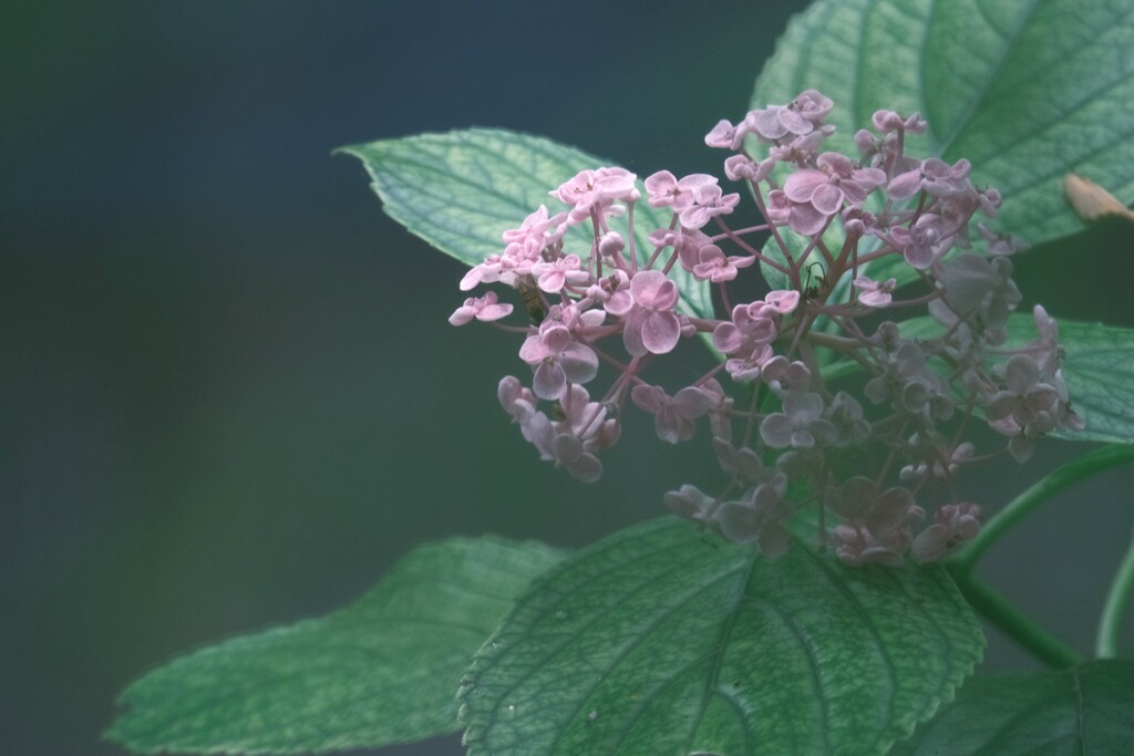 木陰の紫陽花