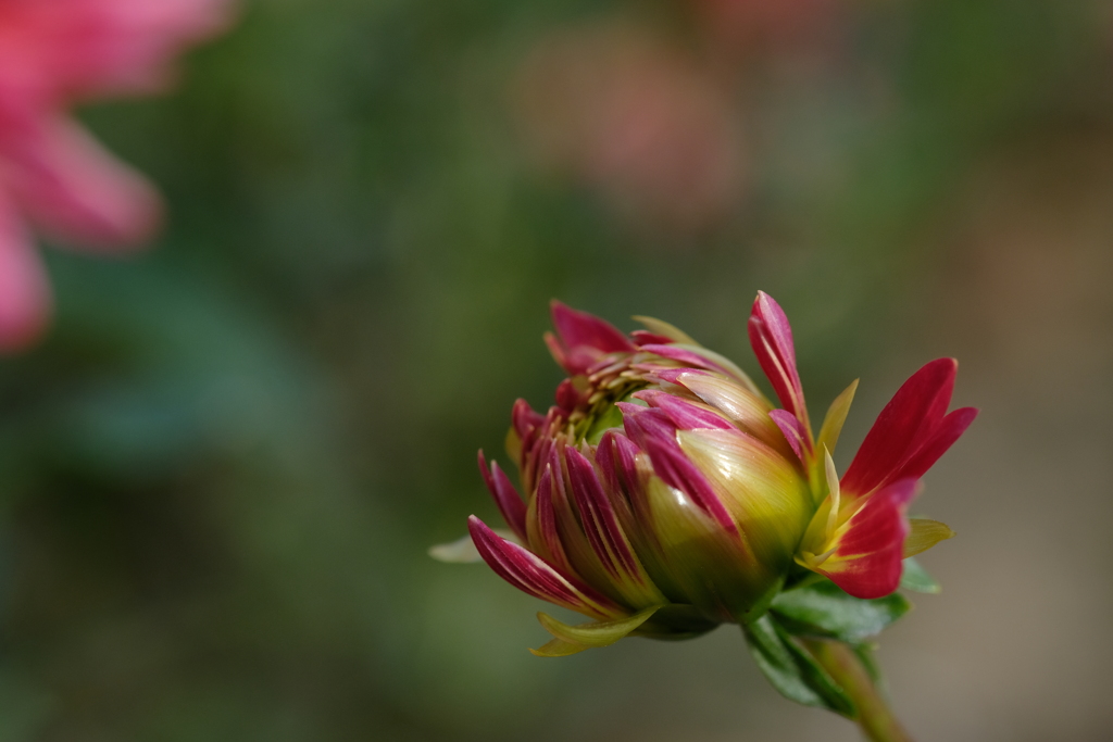 咲きかけのダリア