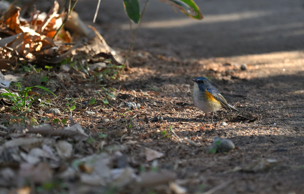 ルリビタキ様の御通りぃ～