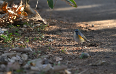 ルリビタキ様の御通りぃ～