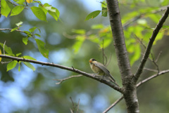ヤマガラちゃんの幼鳥