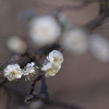 ✿*: .｡. 一番に