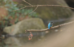 翡翠の背中には夢が乗ってる