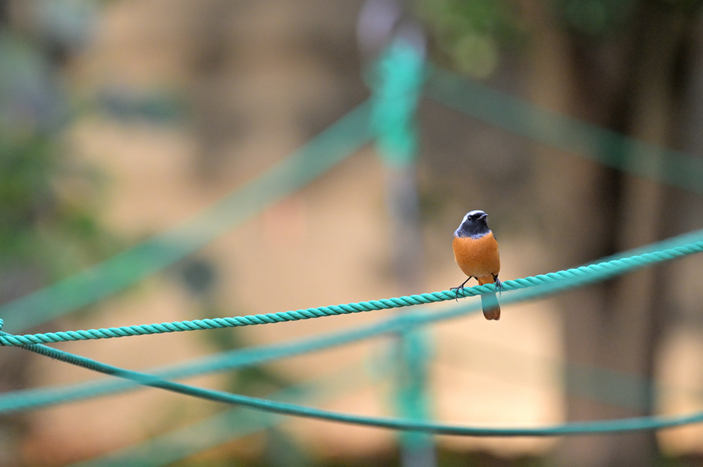 秋のジョビ祭り　②
