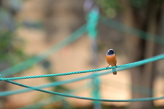 秋のジョビ祭り　②