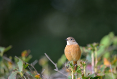 秋のジョビ祭り　④