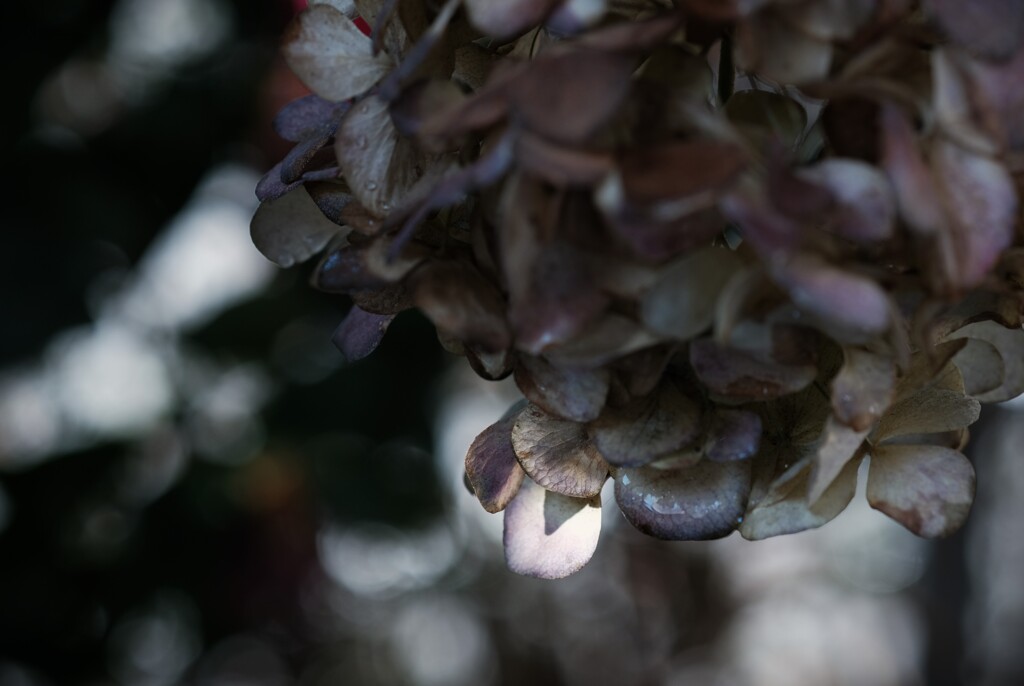 冬枯れの紫陽花