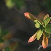 花じゃないけどキレイでしょ