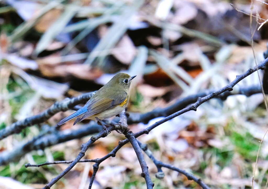 ルリビタキ　♀