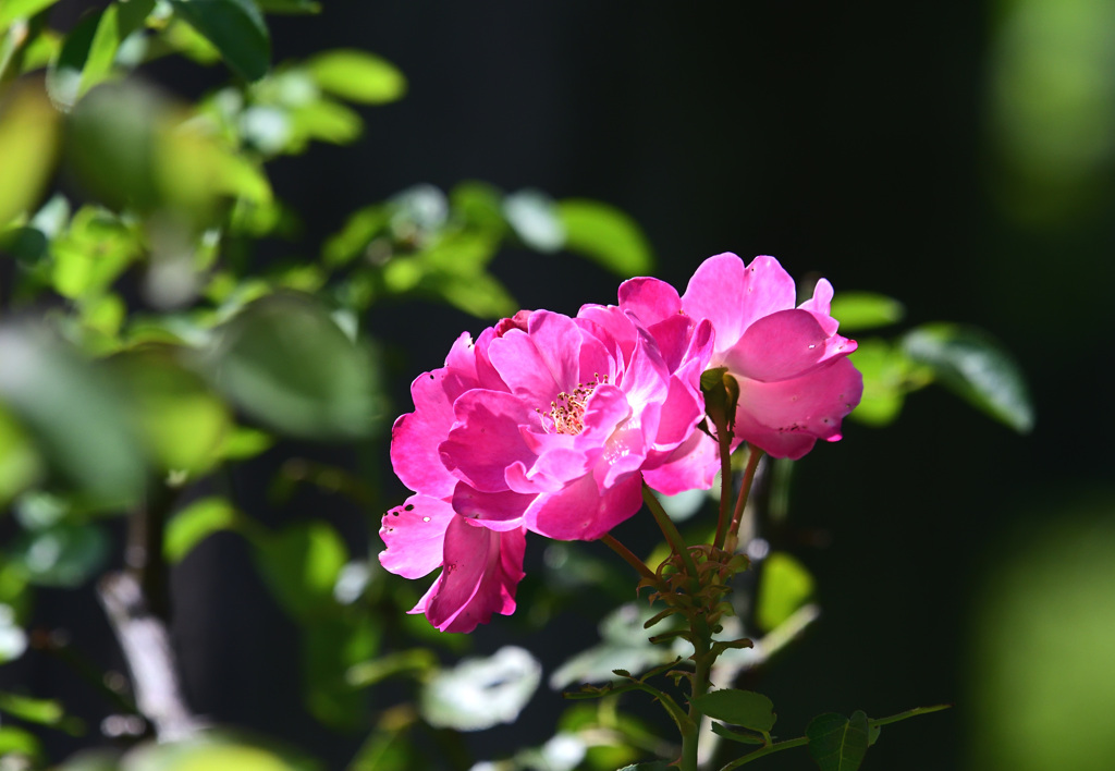 初秋の薔薇　②