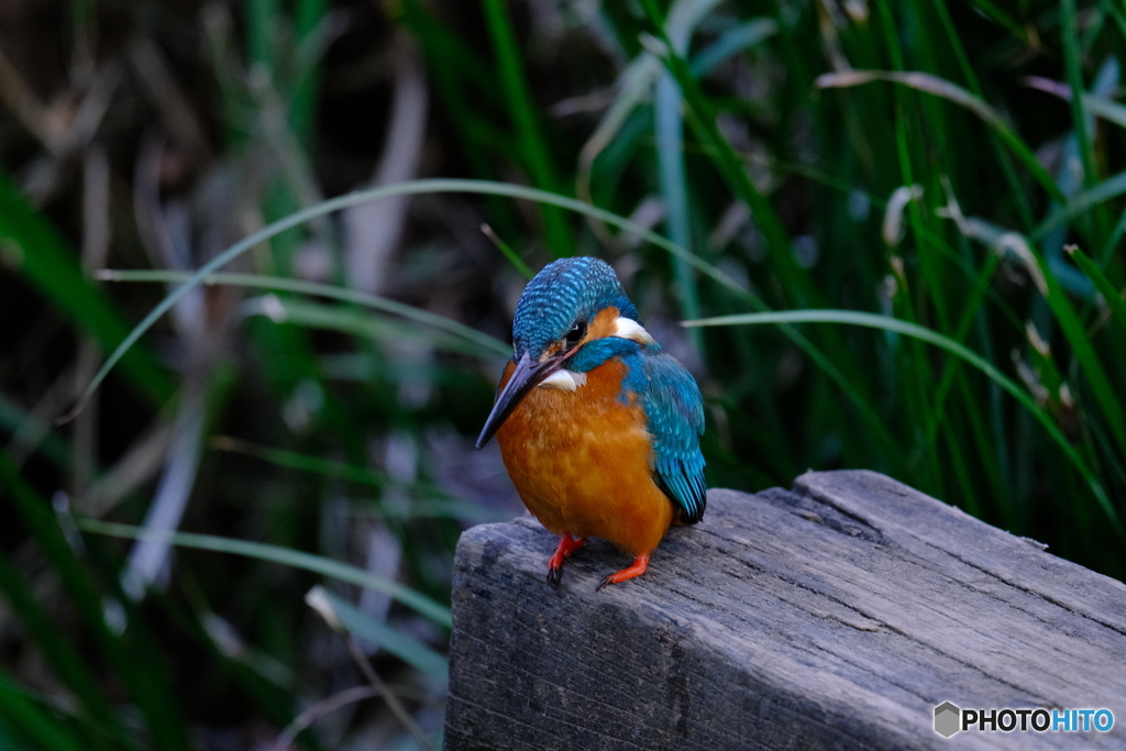 カワセミ