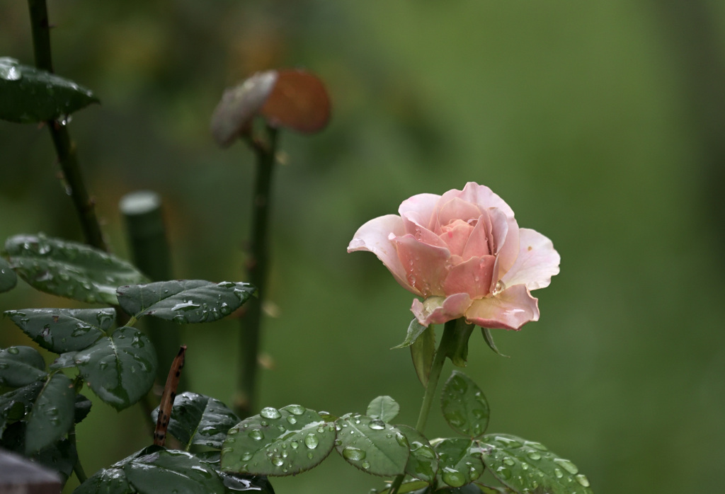 雨上がりに。。。③