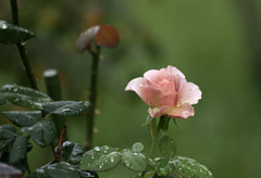 雨上がりに。。。③